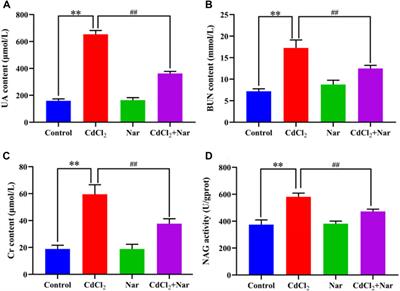 Protective effect of naringenin on cadmium chloride-induced renal injury via alleviating oxidative stress, endoplasmic reticulum stress, and autophagy in chickens